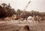 20240624_Tabuk_Saudiarabien_1970__BBWA_U5_3_A_072_0010B